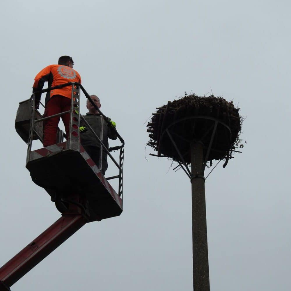 Randau hat wieder ein Storchennest!