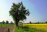 Neues Bild (29)