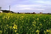 Neues Bild (44)