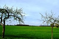 Neues Bild (47)