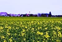 Neues Bild (49)