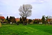 Neues Bild (68)