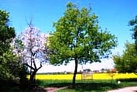 Neues Bild (7)