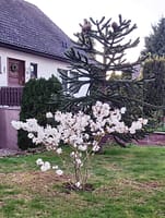 (c) Uwe Bierschenk