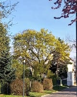 (c) Uwe Bierschenk