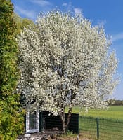 (c) Uwe Bierschenk