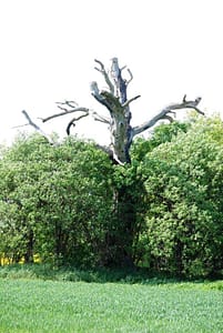 Liebeseiche, im abgestorbenen Holz sind Gänge des Eichenheldbocks zu sehen