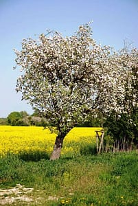 Obstbaum neben der Brücke nach Elbenau