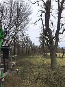 Pflege der Streuobstwiese (c) Uwe Truckenmüller