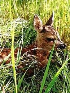 Rehkitz auf einer Wiese