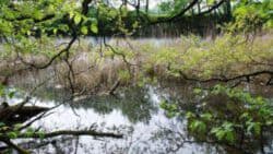 Alte Elbe bei Calenberge (Foto S.U.)