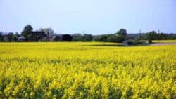 Blick über die Felder Richtung Randau (Foto S.U.)