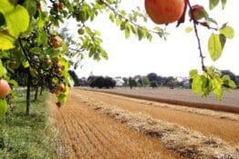 Helga Siebenwirth: „Herbstfeld“