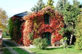 Bernd Dommning: „Herbstblüte"