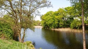 Alte Elbe südlich von Calenberge (Foto S.U.)