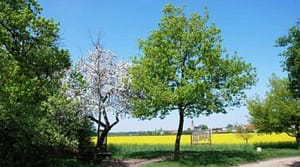 am Feldweg neben der Liebeseiche (Foto S.U.)