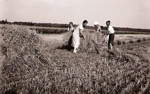 Bei der Ernte (Bild D.P.)