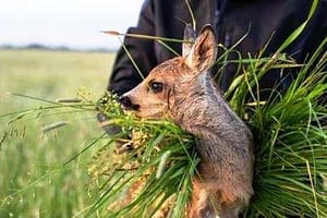 Rehkitz auf dem Arm eines Retters - (c) Stephan Schulz