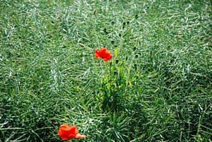 im Raps (Foto S.U.)