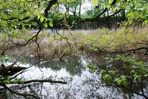Alte Elbe bei Calenberge (Foto S.U.)