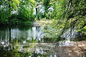 Altwässer bei Calenberge