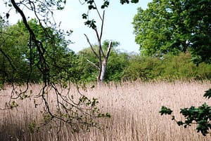 Altwässer in der Calenberger Feldmark