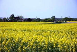 Blick über die Felder Richtung Randau (Foto S.U.)