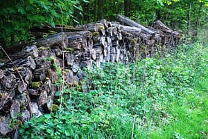 Im Niederholz bei Calenberge