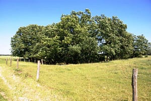Kolk mit alten Eichen mitten in der Weide