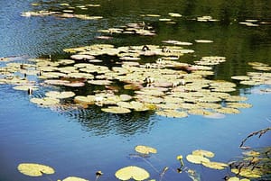 Seerosen in der Alten Elbe
