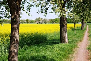 am südlichen Feldweg
