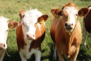 neugierige Blicke (Foto S.U.)