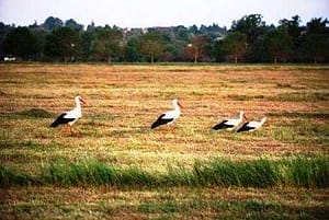 Störche auf dem zu scannenden Wiesenareal - (c) Stephan Schulz