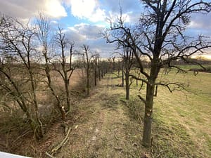 Pflege der Streuobstwiese (c) Uwe Truckenmüller