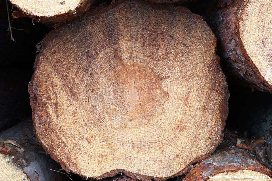 Auch hier lässt sich auf mehr als 50 cm Durchmesser die Krankheit ausmachen (c) Martin Bodewald