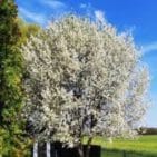 WhatsApp Image 2025-04-15 at 11.31.15